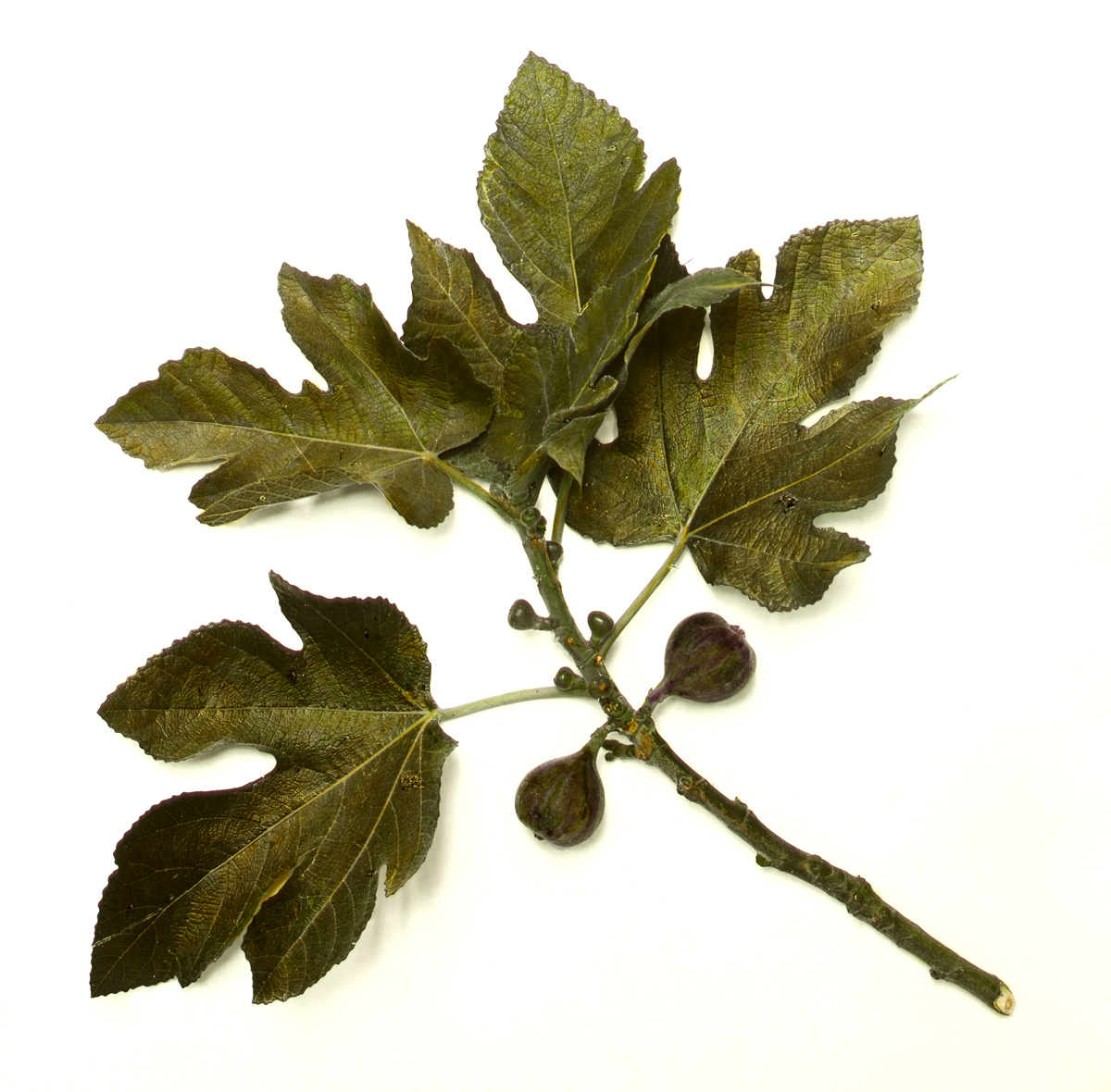 Fig_tree_leaves