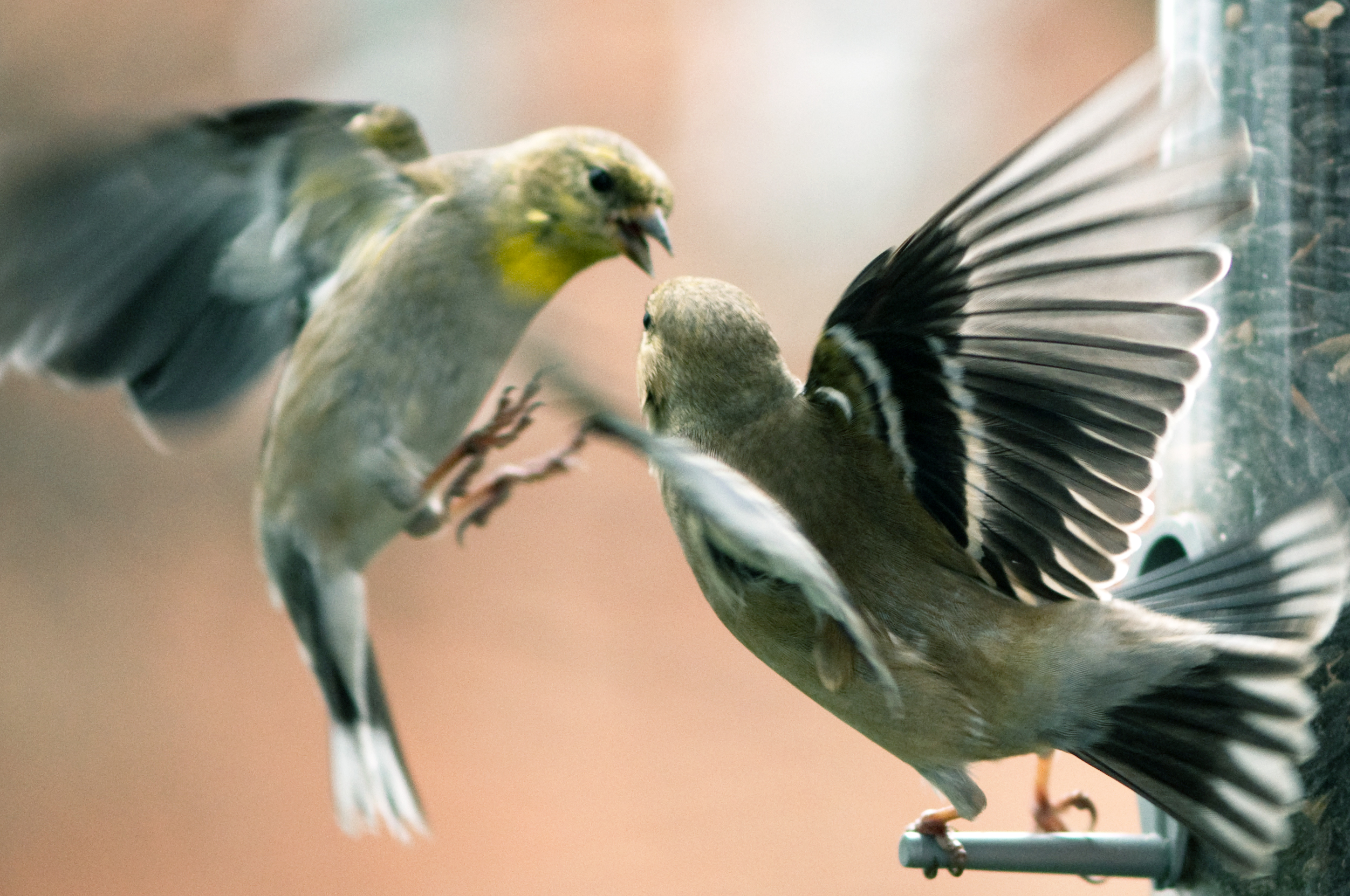 Конкуренция птиц. Поведение птиц. Конкурирующие птицы. Агрессия птиц.